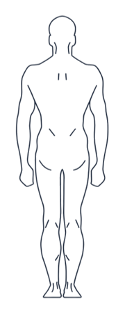 Posterior Body View