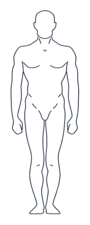 Anterior Body View